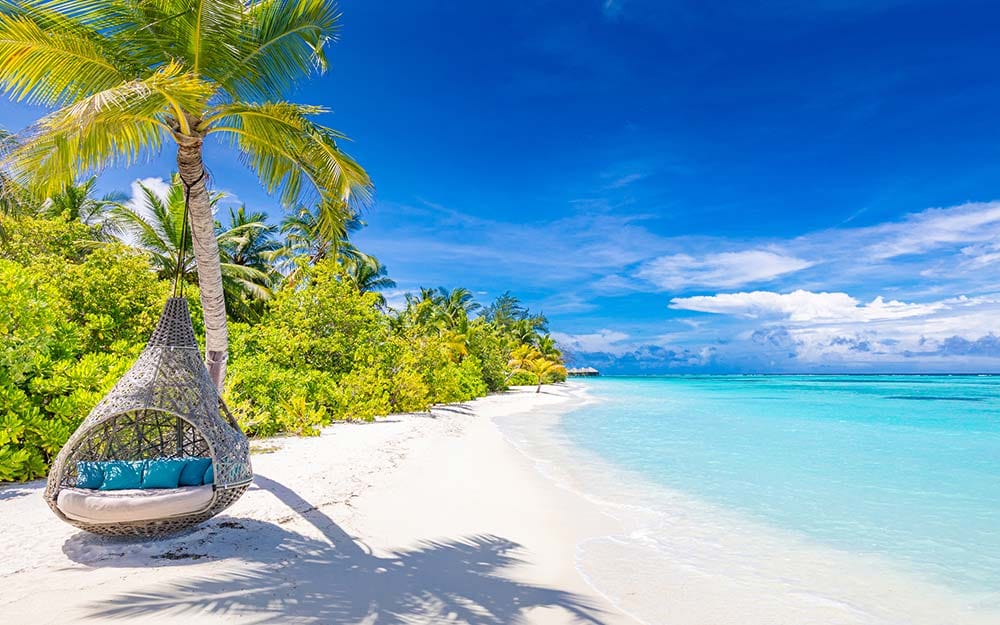 beach with trees
