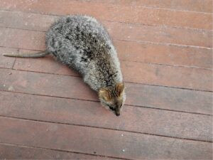 Quokka