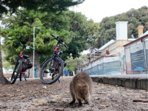 Quokka002