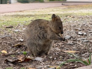 Quokka003