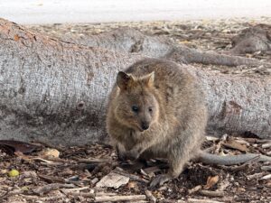 Quokka004