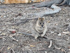Quokka005