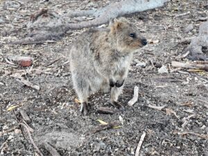 Quokka006