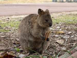 Quokka007